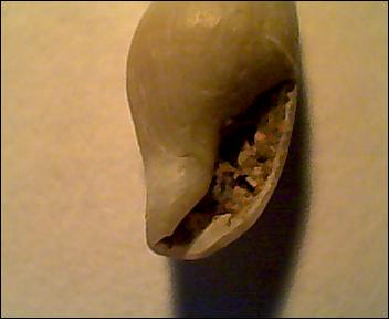 Gasteropode da id, pleistocene